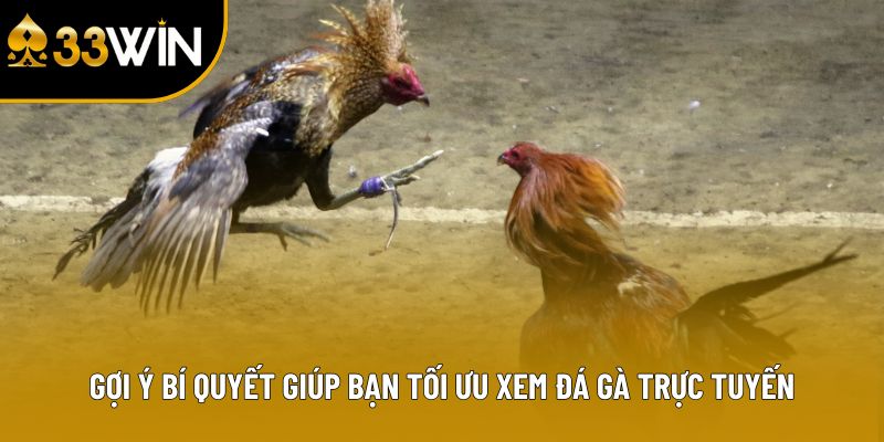 Gợi ý bí quyết giúp bạn tối ưu xem đá gà trực tuyến