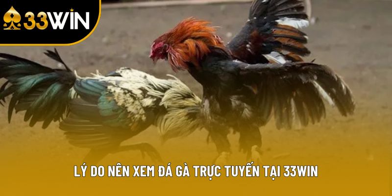 Lý do nên xem đá gà trực tuyến tại 33win
