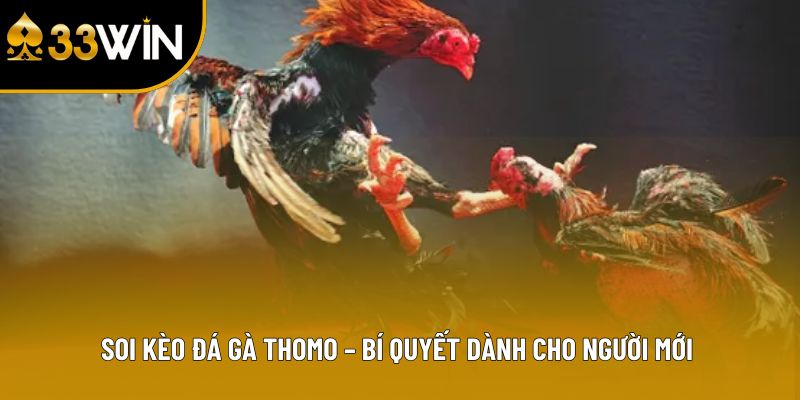 Soi Kèo Đá Gà Thomo – Bí Quyết Dành Cho Người Mới
