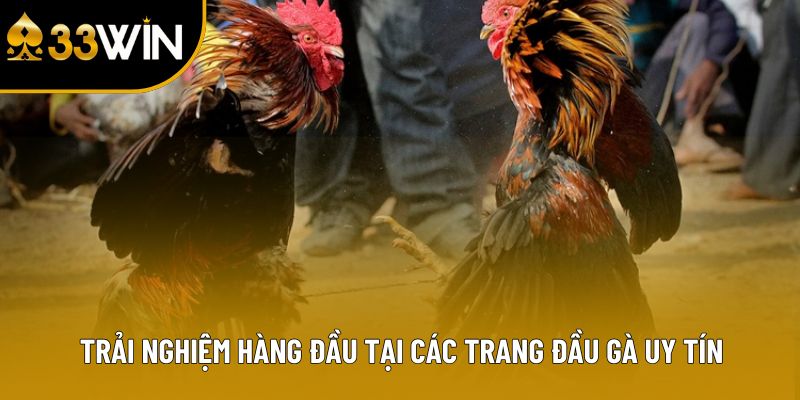 Trải nghiệm hàng đầu tại các trang đầu gà uy tín