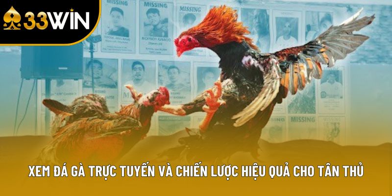Xem Đá Gà Trực Tuyến Và Chiến Lược Hiệu Quả Cho Tân Thủ